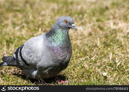 Rock feral pigeon dove