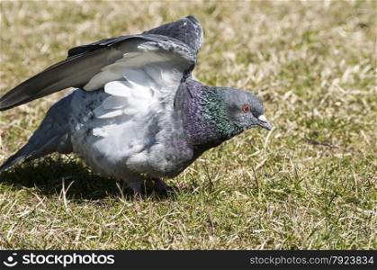 Rock feral pigeon dove closeup on winter green grass meadow