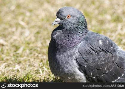 Rock feral pigeon dove closeup resting on winter green grass meadow