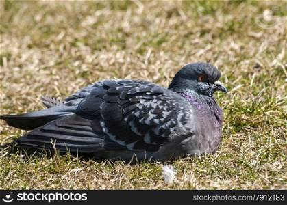 Rock feral pigeon dove resting on winter green grass meadow