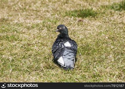 Rock feral pigeon dove resting on winter green grass meadow