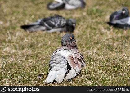 Rock feral pigeon dove resting on winter green grass park meadow