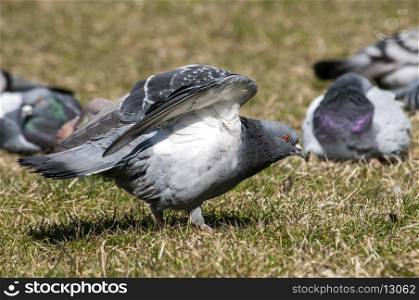 Rock feral pigeon doves resting on winter green grass park meadow