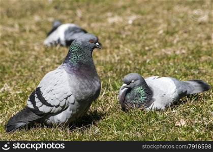Rock feral pigeon doves resting on winter green grass park meadow
