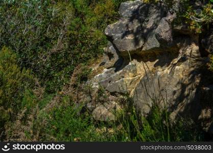 rock formation and green plants