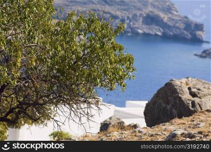 Rock formations and a tree at the seaside, Rhodes, Dodecanese Islands, Greece