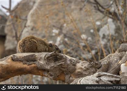 Rock hyrax in Kruger National park, South Africa ; Specie Procavia capensis family of Procaviidae. Rock hyrax in Kruger National park, South Africa