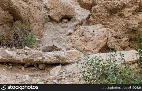 Rock hyrax ,Procavia capensis, sunning itself at Ein Gedi National Park, Israel.. Rock hyrax in ein gedi israel