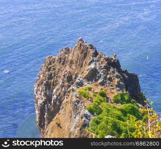 Rock in the ocean with gulls and their nests on a sunny day