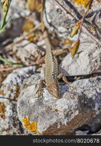 rock Lizard