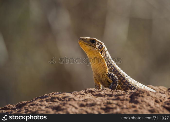 Rock monitor in Kruger National park, South Africa ; Specie Varanus albigularis family of Varanidae. Rock monitor in Kruger National park, South Africa