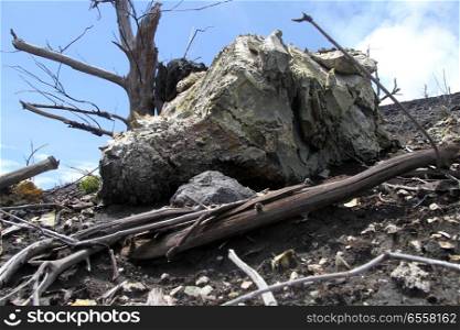 Rock near dry dead tree on the slope of Krakatau volcano, Indonesia