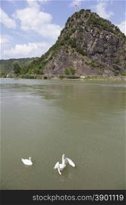 rock of Loreley next to the river rhine in germany with swans