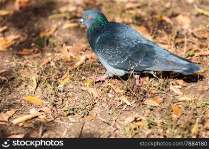 Rock pigeon (LAT. Columba livia) widespread bird pigeon family