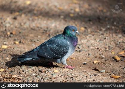 Rock pigeon (LAT. Columba livia) widespread bird pigeon family