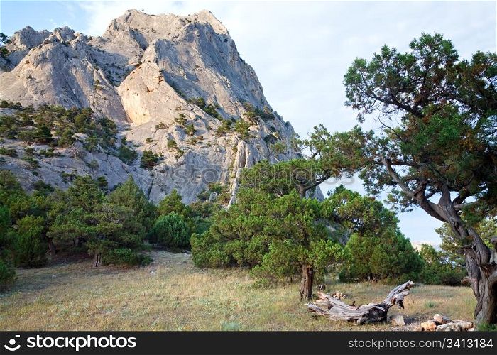 "rock with conifer trees on blue sky background ("Sokol" rock, "Novyj Svit" reserve, Crimea, Ukraine)."