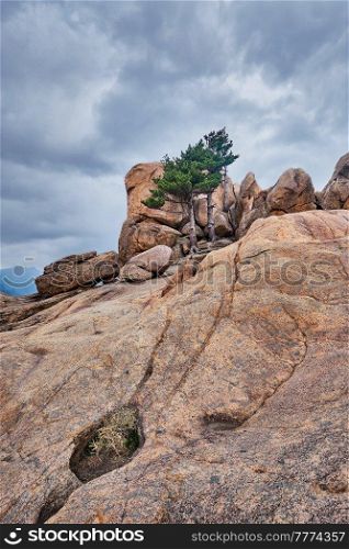 Rock with pine trees in cloudy weather. Seoraksan National Park, South Korea. Rock with pine trees in Seoraksan National Park, South Korea