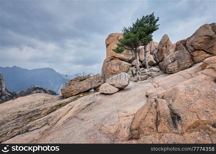 Rock with pine trees in cloudy weather. Seoraksan National Park, South Korea. Rock with pine trees in Seoraksan National Park, South Korea