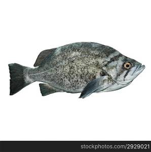 Rockfish Isolated On White Background