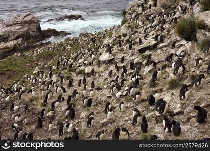 Rockhopper Penguin colony (Eudyptes Chrysocome) on Pebble Island in West Falkland in The Falkland Islands