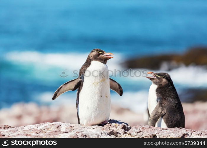 Rockhopper penguin in Argentina