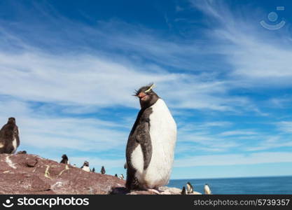 Rockhopper penguin in Argentina