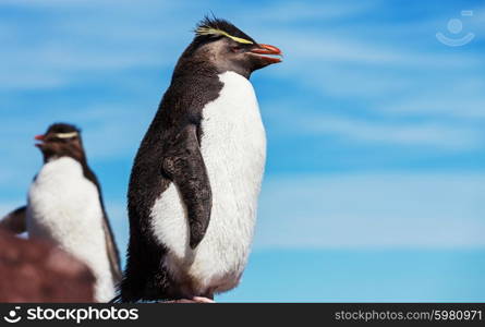 Rockhopper penguin in Argentina