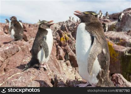 Rockhopper penguins in Southern Argentina