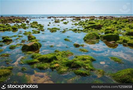 rocks and moss on the seabed at low tide on the jurrassic coast in south england, , charmouth beach, united kingdom. rocks and moss on the seabed at low tide on the jurrassic coast in south england, charmouth beach