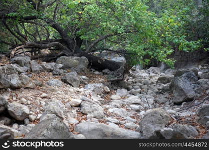 Rocks and trees in ravine, Israel