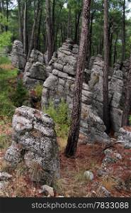 Rocks inside autumn pine tree forest