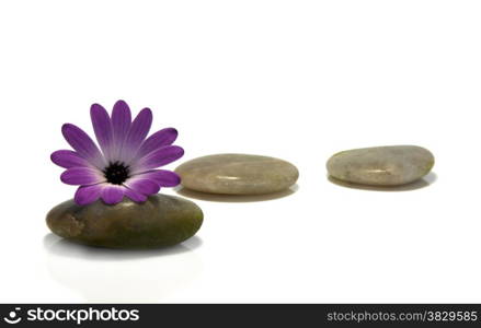 rocks with pink flower isolated on white