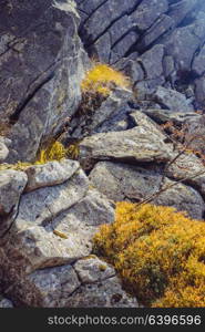 Rocks with plants in the Carpathian mountains. Nature textures, eagerness to life. Rocks and plants