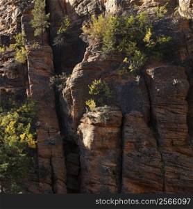 Rocky cliffs with vegetation in Zion National Park, Utah.