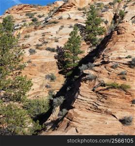 Rocky desert cliff dotted with pine trees in Zion National Park, Utah.