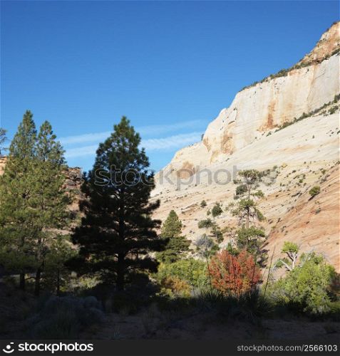 Rocky desert cliffs behind trees in Zion National Park, Utah.