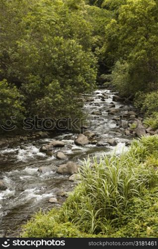 Rocky flowing creek with green trees in Maui, Hawaii.
