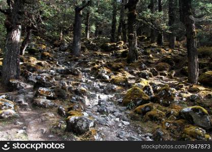 Rocky footpth in the forest in mountain, Nepal