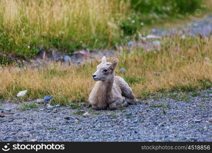 Rocky Mountain Big-Horned Sheep, Banff National Park in Autumn