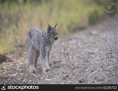 Rocky Mountain Lynx Alberta Canada Close young