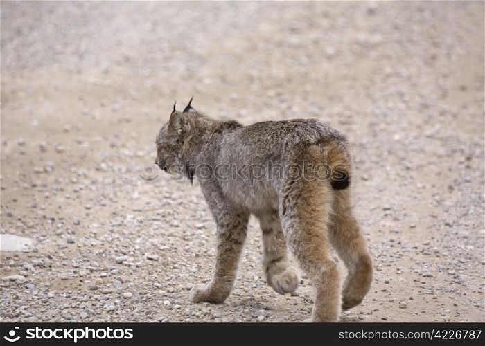 Rocky Mountain Lynx Alberta Canada Close young