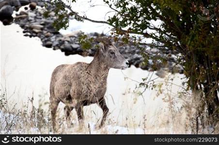 Rocky Mountain Ram  Big Horn Sheep Kananaskis Alberta Winter