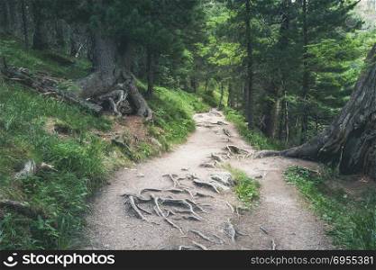 Rocky path in green forest. Appalachian Hiking Trail, North Carolina, USA