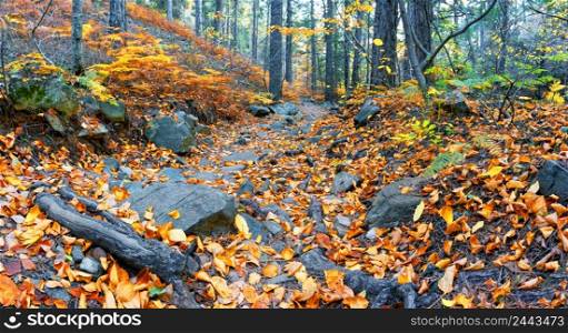 Rocky path strewn with leaves in autumn forest. Panorama. Rocky path strewn with leaves in autumn forest