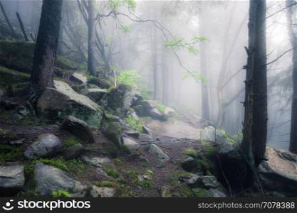 Rocky path through old foggy forest