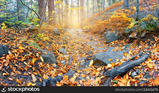 Rocky path to sun in autumn forest. Panorama. Rocky path to sun in autumn forest