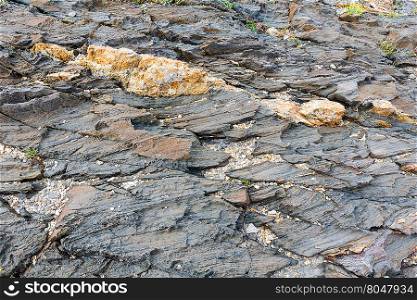 Rocky shore closeup with yellow flowers. Nature background.