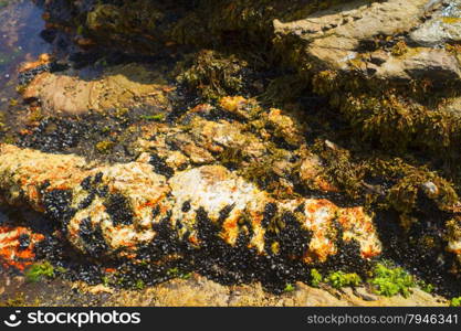 Rocky shore. View of the rugged Atlantic rocky shore.