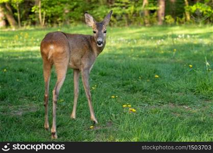 Roe deer, Capreolus capreolus. Wild roe deer in nature.
