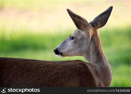 Roe deer, Capreolus capreolus. Wild roe deer in nature.. Roe deer, Capreolus capreolus. Wild roe deer in nature